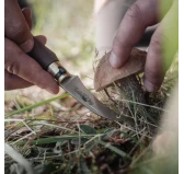 Nóż do grzybów Antonini Old Bear Mushroom orzech