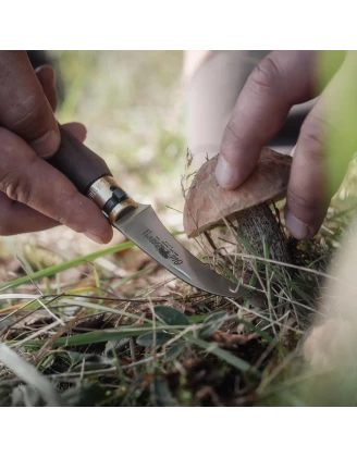 Nóż do grzybów Antonini Old Bear Mushroom orzech