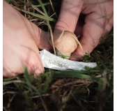 Nóż do grzybów Antonini Old Bear Mushroom orzech