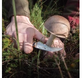 Nóż do grzybów Antonini Old Bear Mushroom orzech