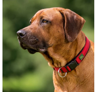 Obroża Neoprenowa Vario Plus 35-40 zielona