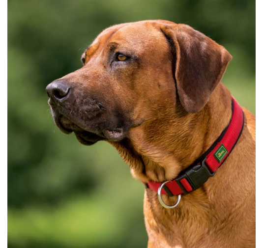 Obroża Neoprenowa Vario Plus 35-40 zielona