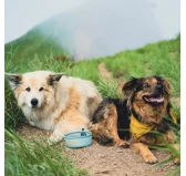 Miska dla psa HydraPak Rover Dog Bowl - sutro green