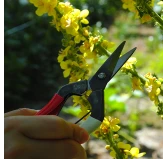 Nożyce Okatsune 307 – Precyzyjne Nożyce Ogrodowe 180mm, Stal Węglowa